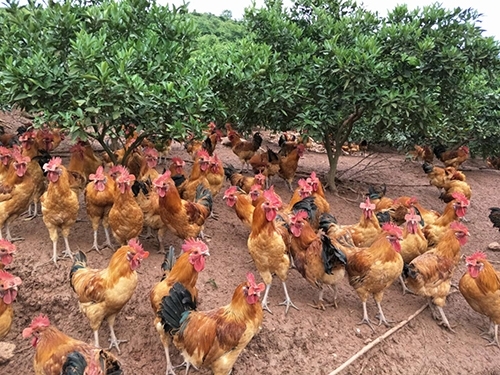 什么原因造成城里人吃不到土鸡，村里土鸡又卖不出去？