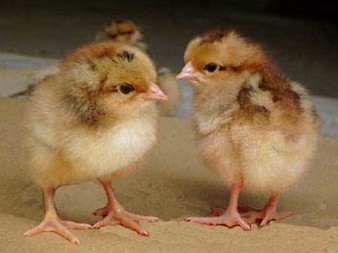 k8凯发一触即发农牧