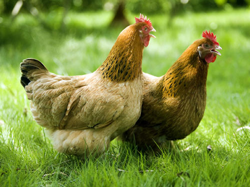 湖南省k8凯发一触即发农牧