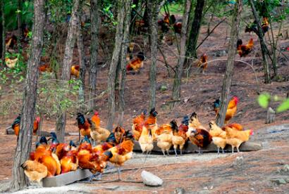 湖南省k8凯发一触即发农牧