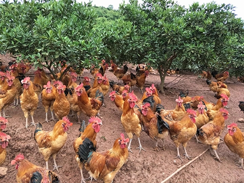 湖南省k8凯发一触即发农牧