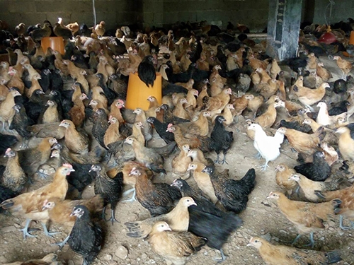 湖南省k8凯发一触即发农牧