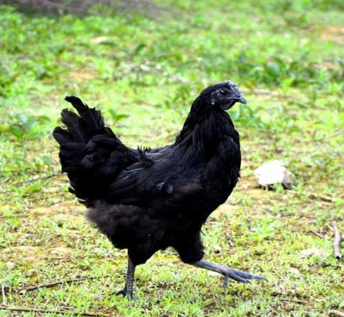 湖南黑土鸡养殖