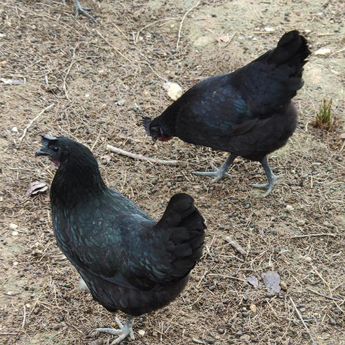 黑土鸡