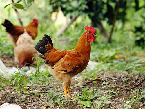 k8凯发一触即发农牧