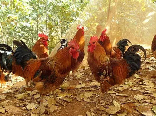 k8凯发一触即发农牧