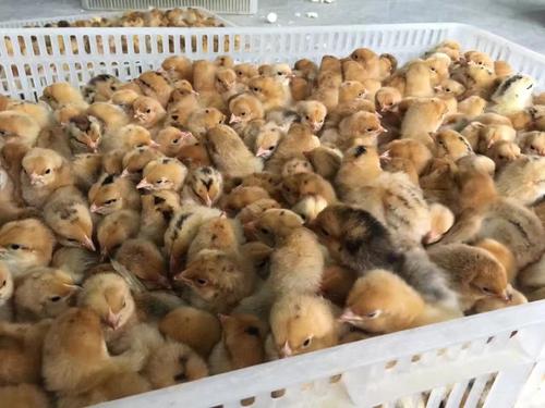 k8凯发一触即发农牧