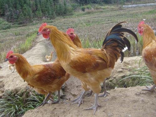 k8凯发一触即发农牧