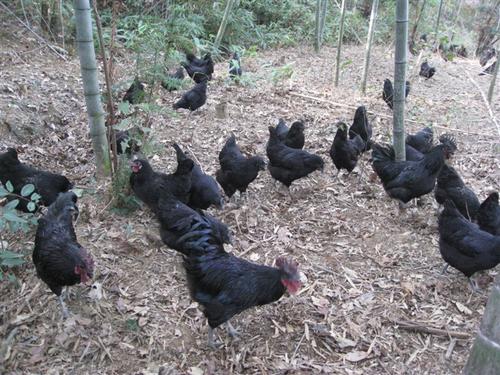 k8凯发一触即发农牧