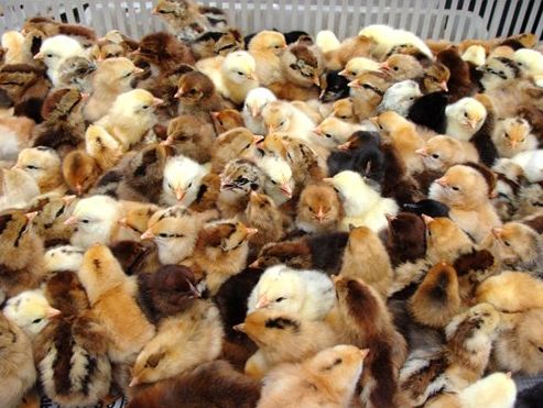 鸡苗孵化